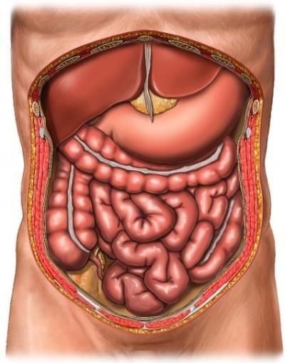 Abdomen