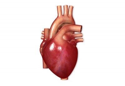 Heart