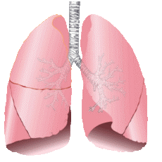 Lungs